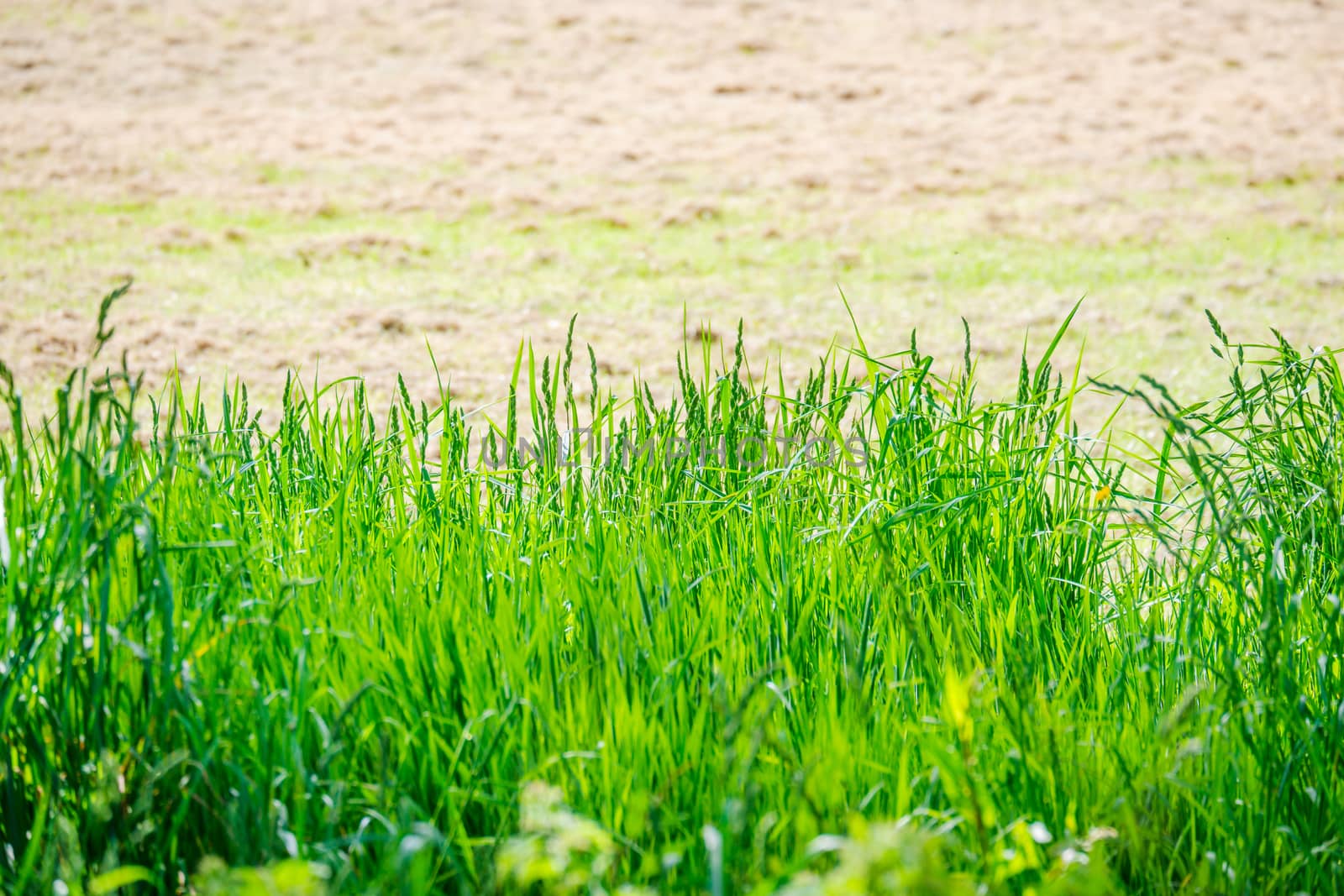 Feather grass at the edge of a field on a sunny day