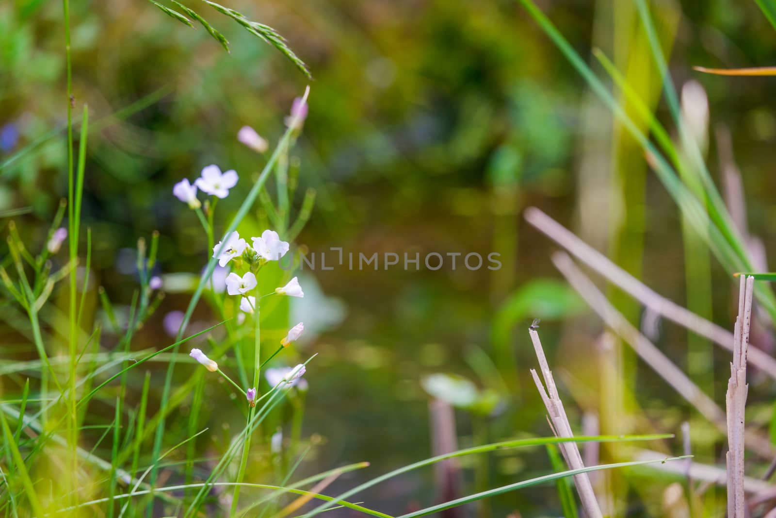 Beautiful flowering wild plant pink may flower