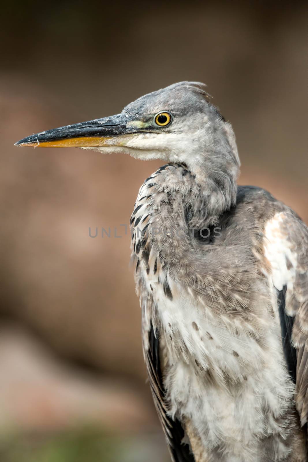 Gray heron in front of the camera