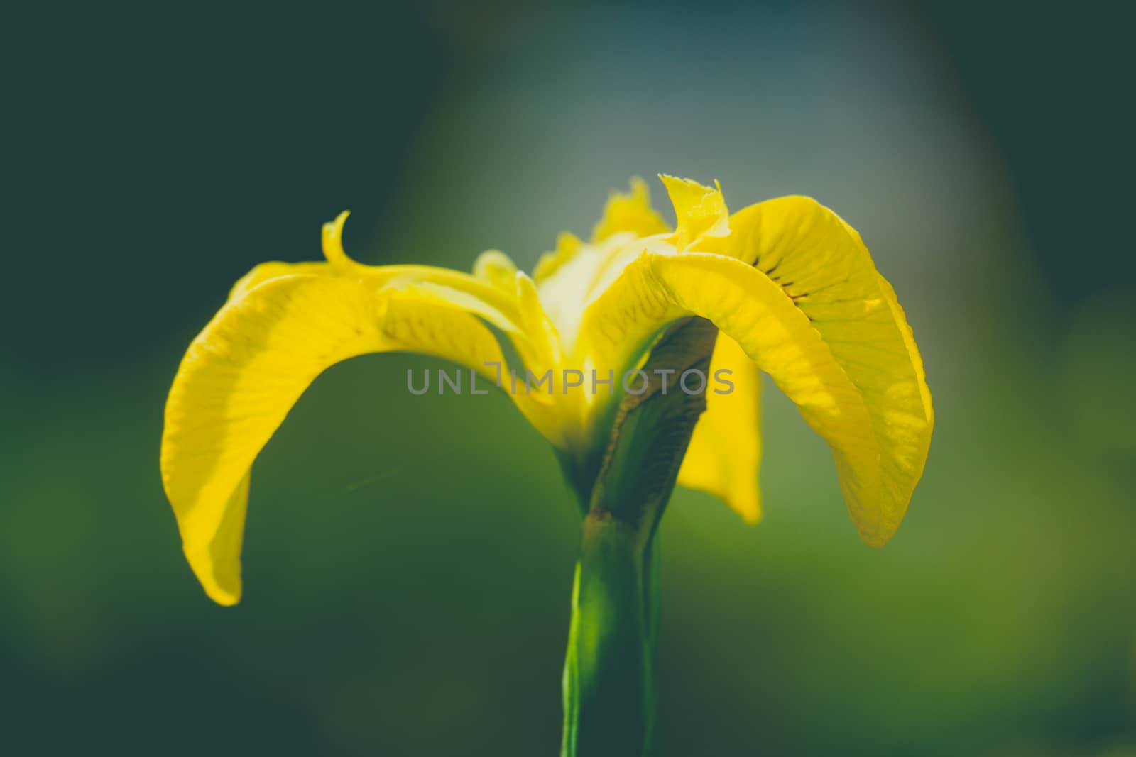 close up wild yellow flag iris in garden pond by paddythegolfer