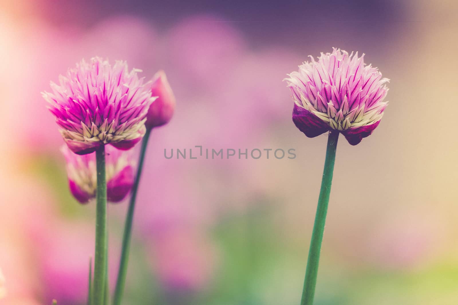 Close up of two beautiful purple Chives flower