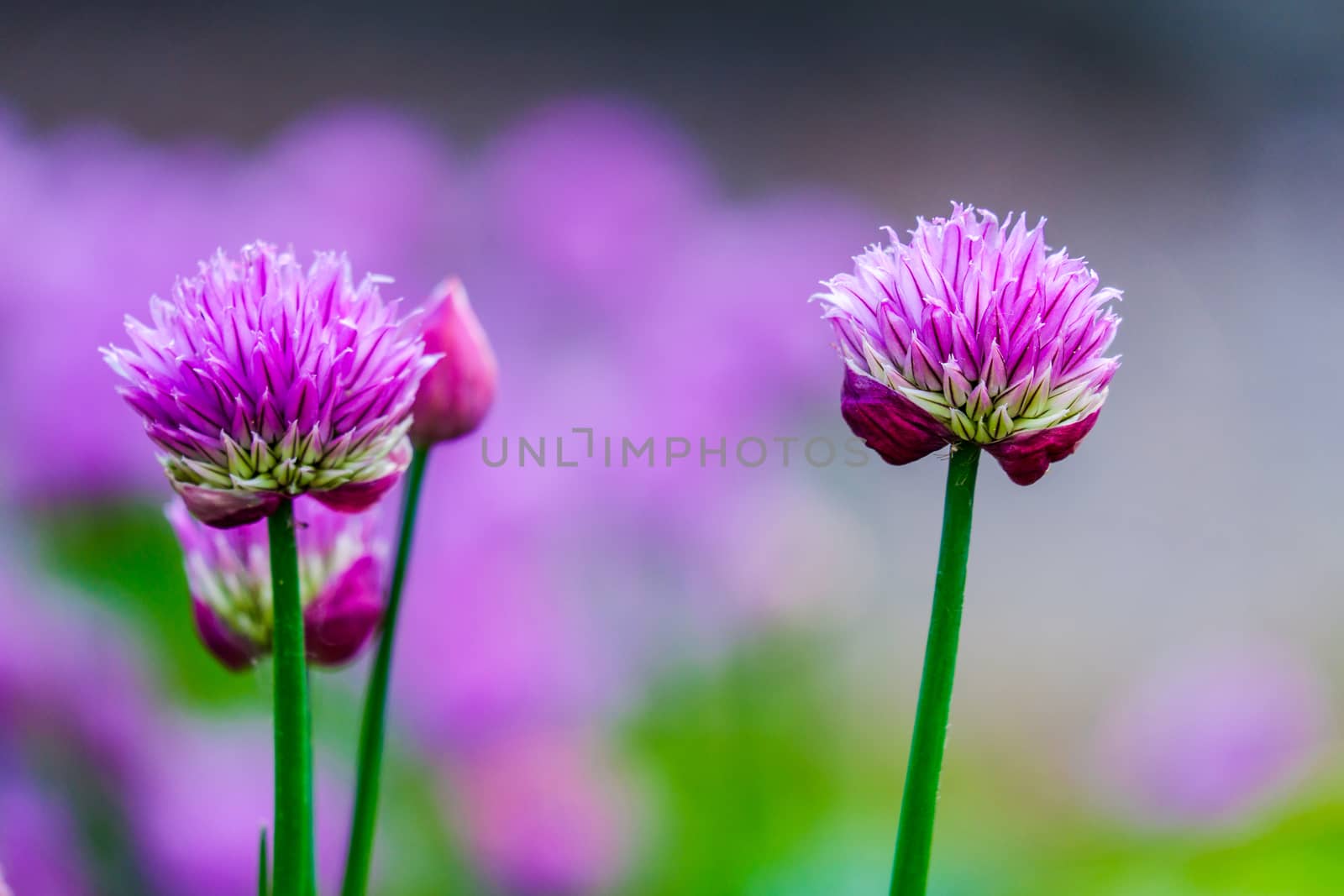 Close up of two beautiful purple Chives flower