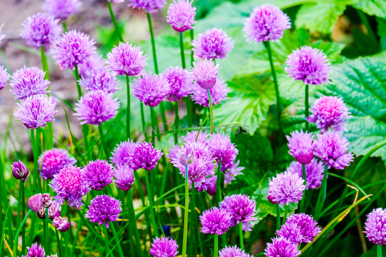 group of Chive Purple flowers in a garden by paddythegolfer