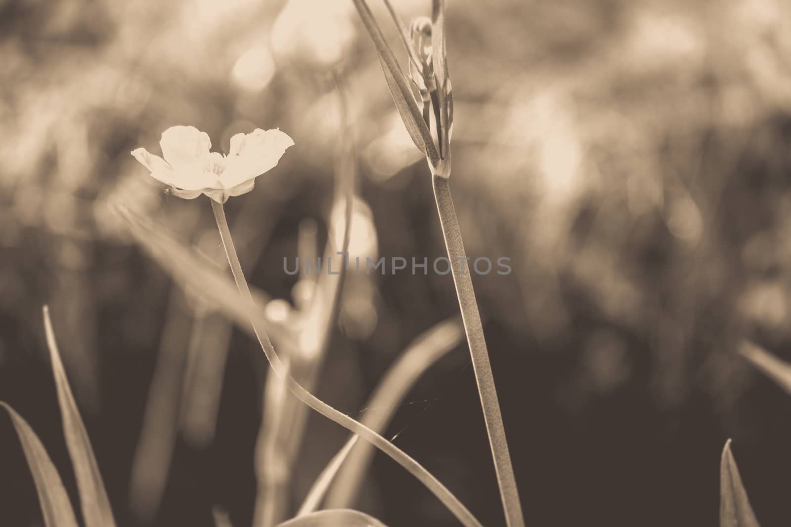 Close up of a Common Buttercup flower in black and white by paddythegolfer