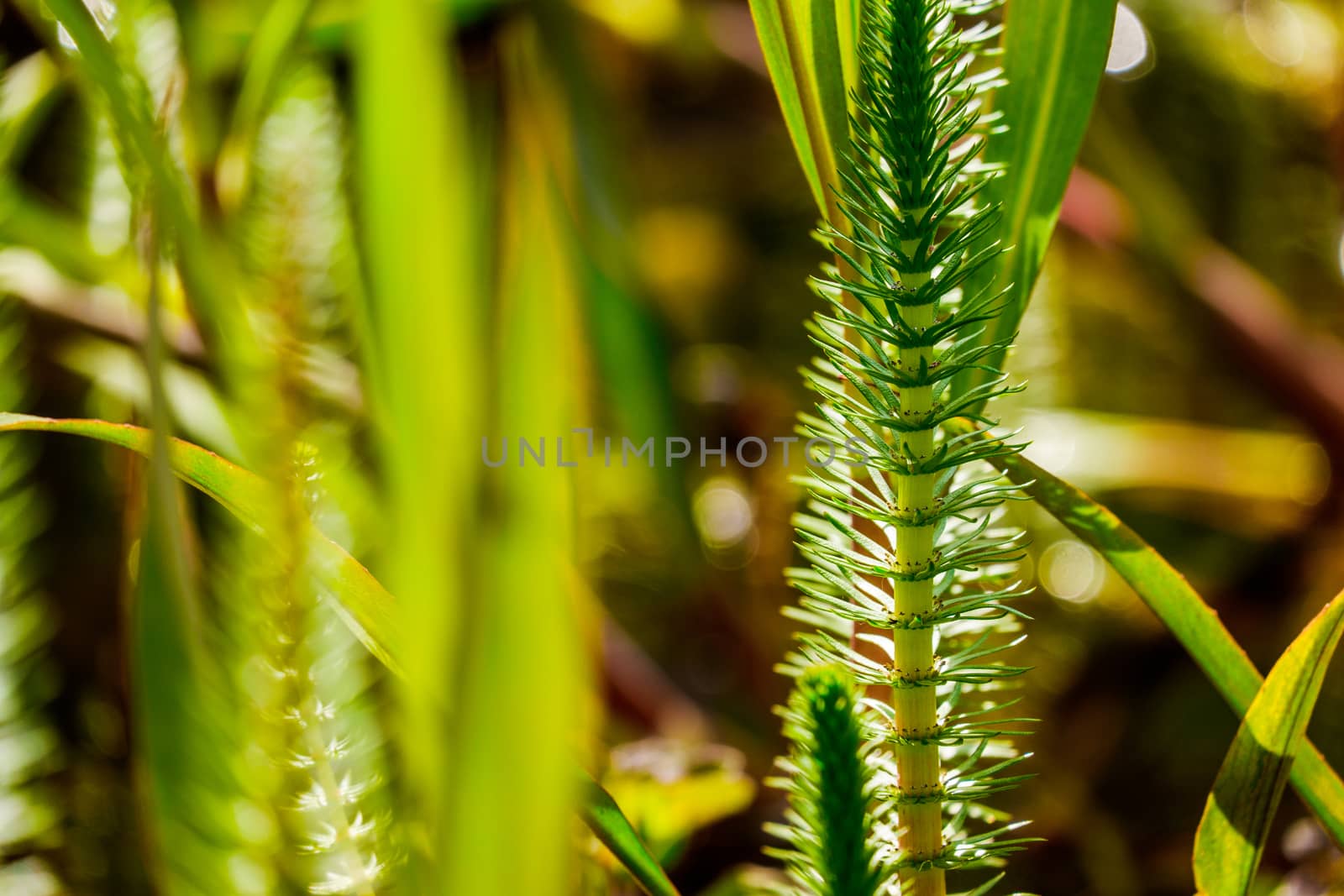 Close up Beautiful aquatic plants in garden pond on sunny day