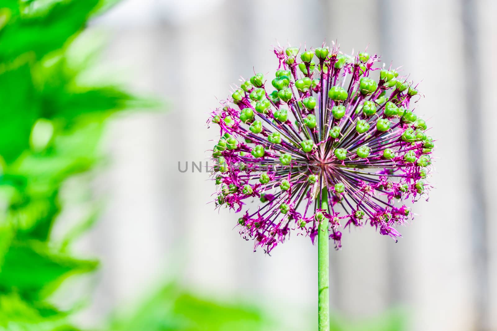 Marco close up of a purple Allium taken form above