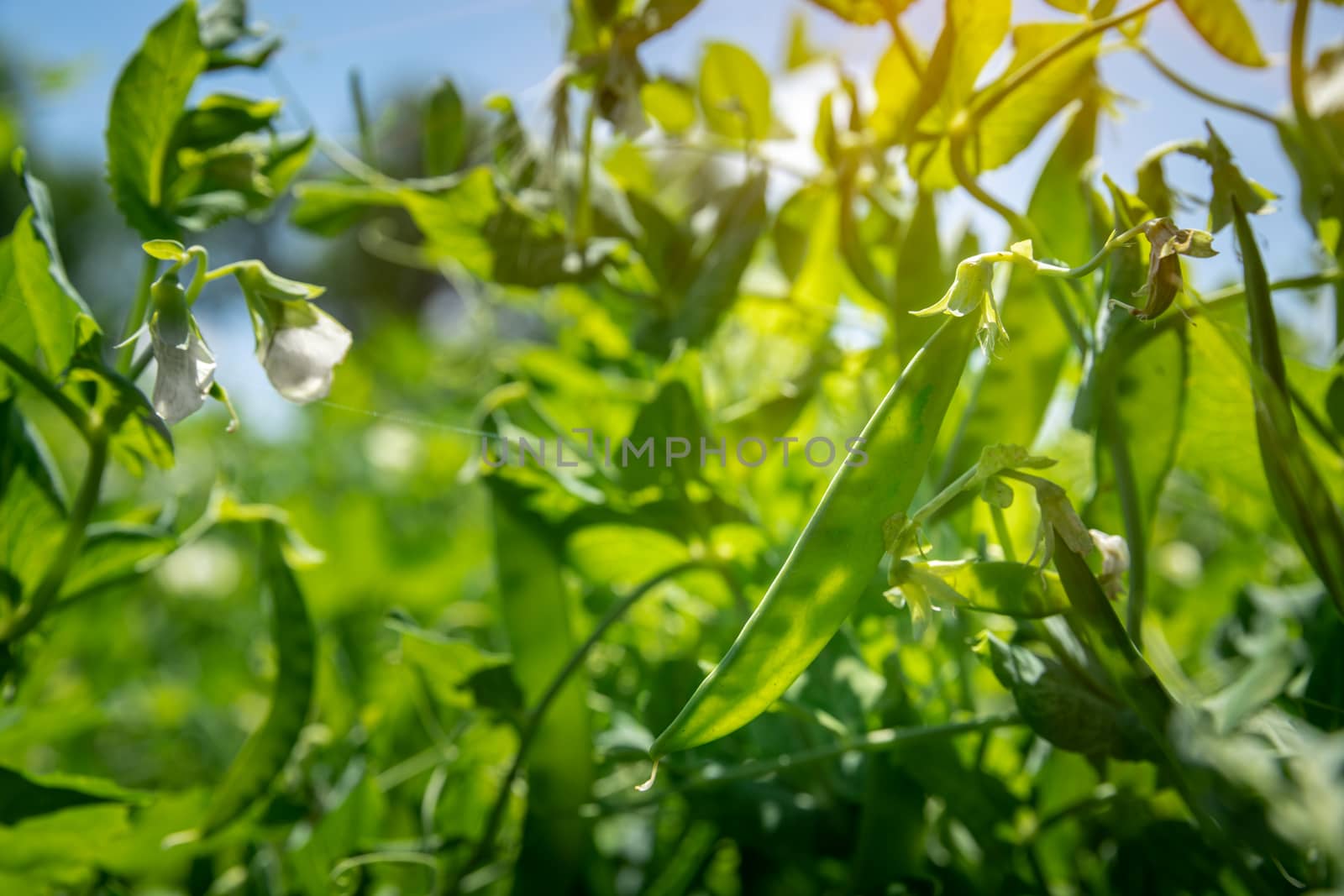organic sugar green peas in a field on a farm ripening under the sun by Edophoto