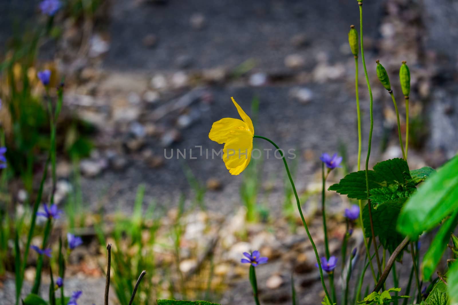 Close up of a Common Buttercup flower by paddythegolfer