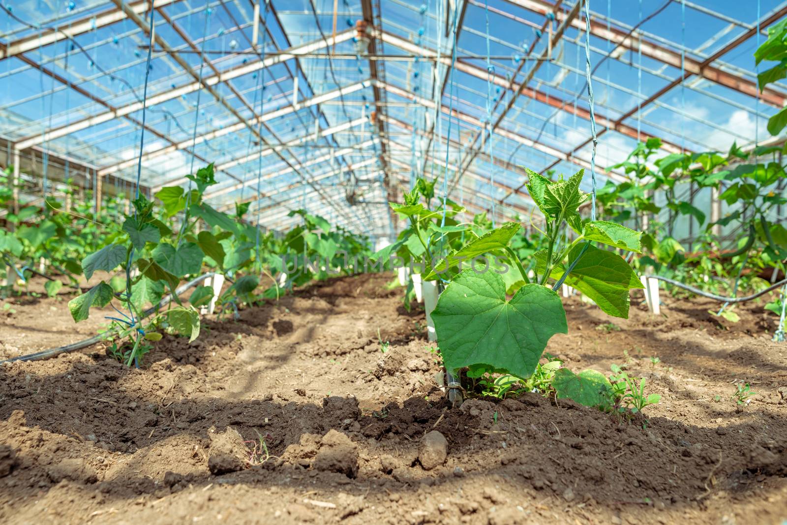 cucumbers growing in a greenhouse on an organic farm.