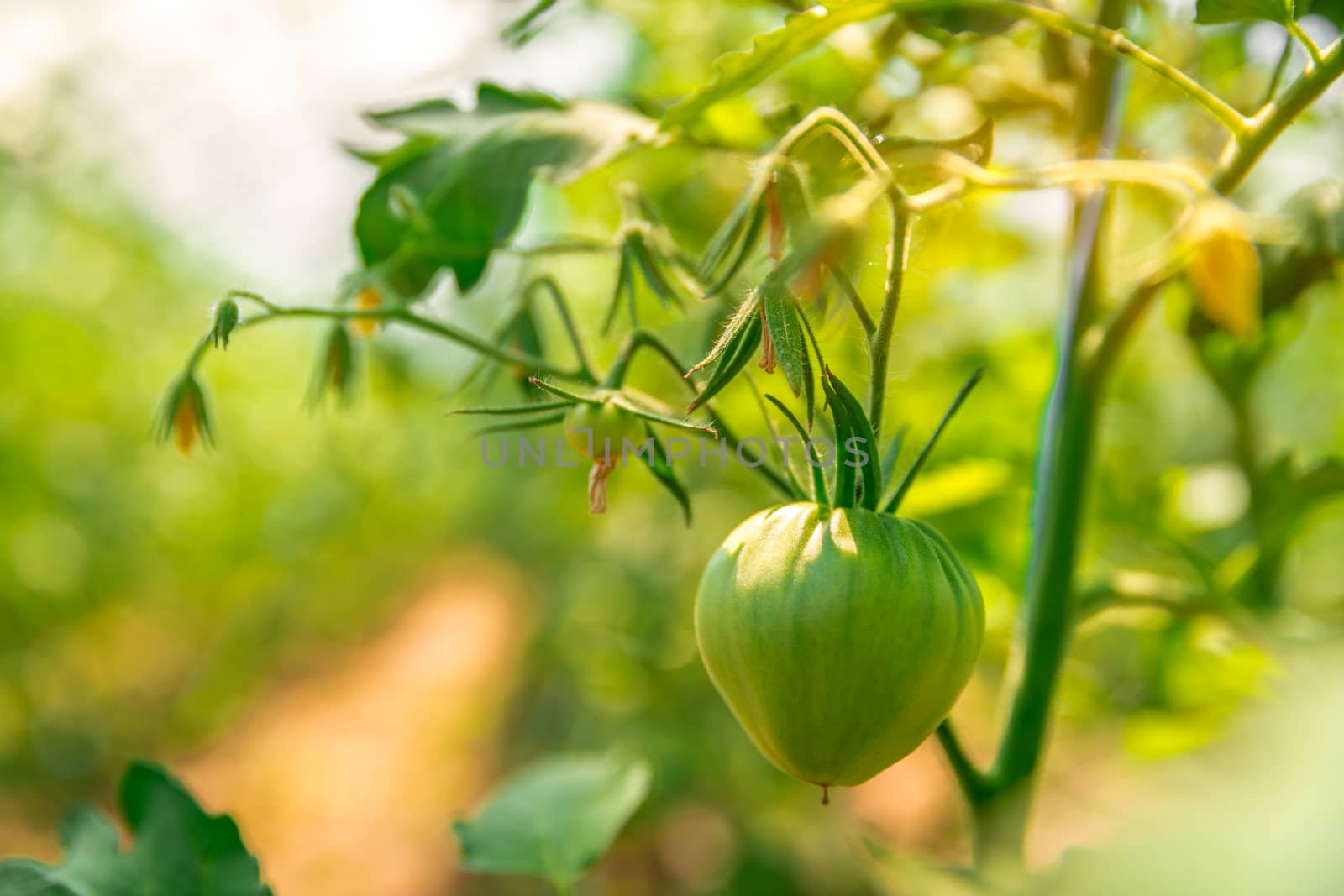 ripening green tomatoes in a greenhouse on an organic farm. healthy vegetables full of vitamins by Edophoto
