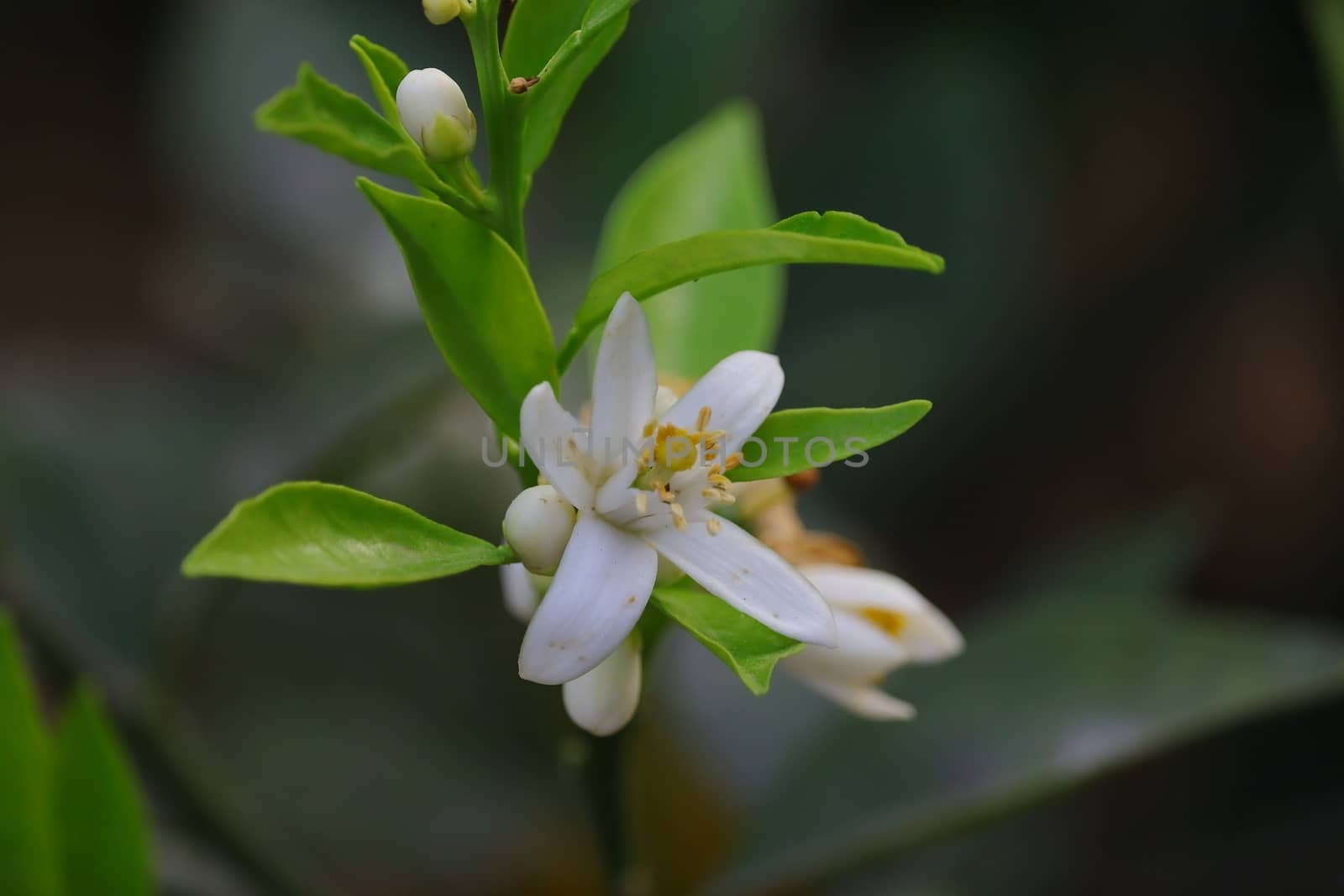 close up macro from yellow petals of white lemon flower with blur leaves background