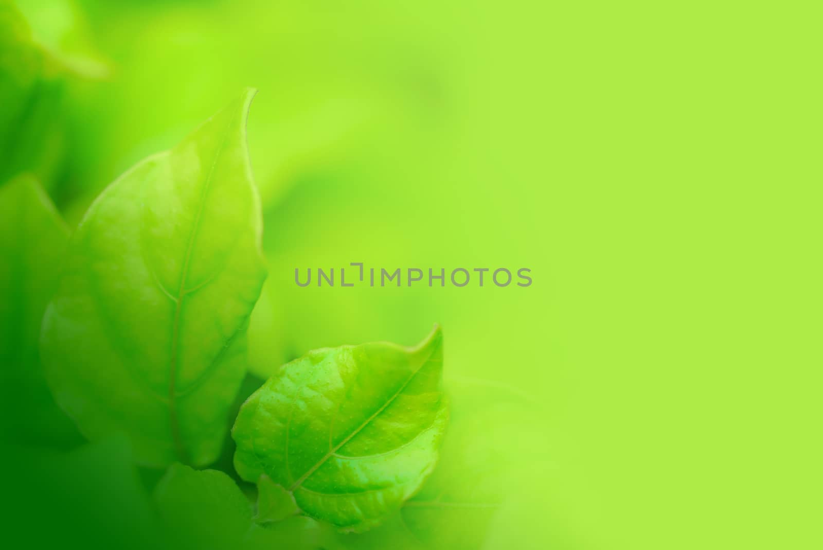 Closeup of green leaf in the garden. Greenery background with copy space, wallpaper concept.