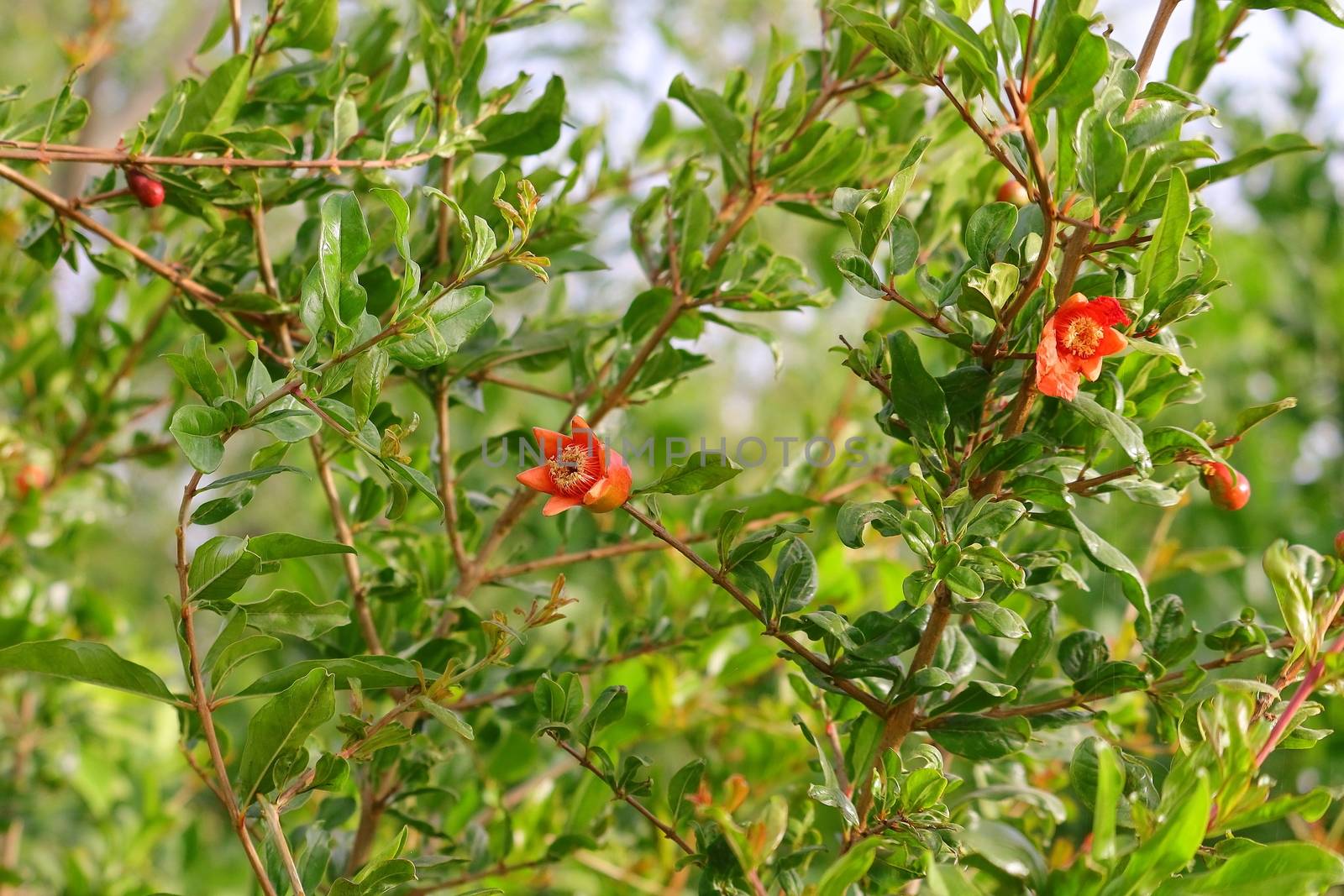 blooming red flowers from pomegranate tree in th home garden, INDIA Rajasthan