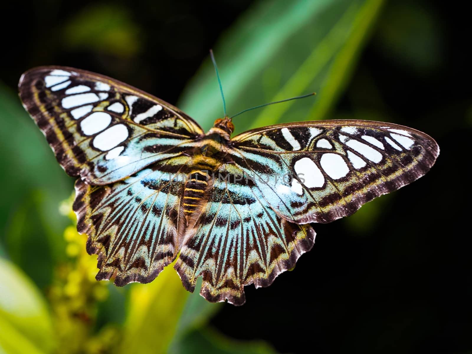 Beautiful Butterfly on Euphorbiaceae flower plant. (The Clipper Parthenos sylvia lilacinus)
