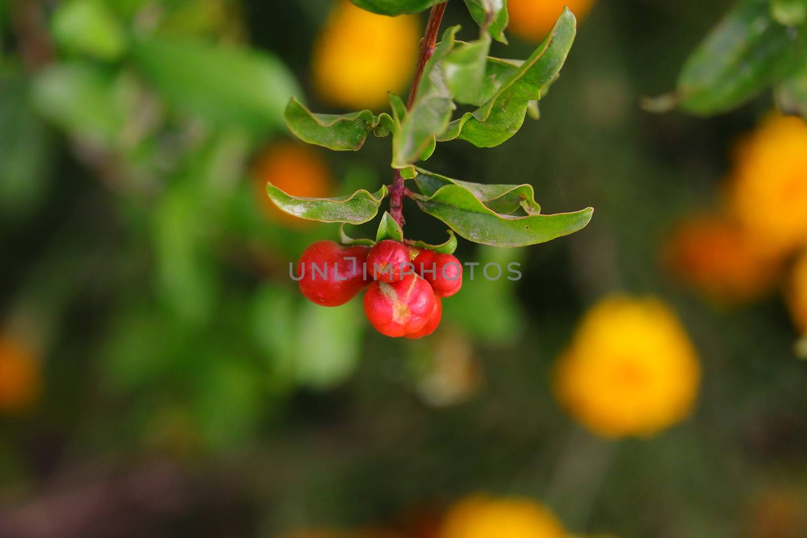 organic four pomegranate flowers hanging under the tree with blur nature background