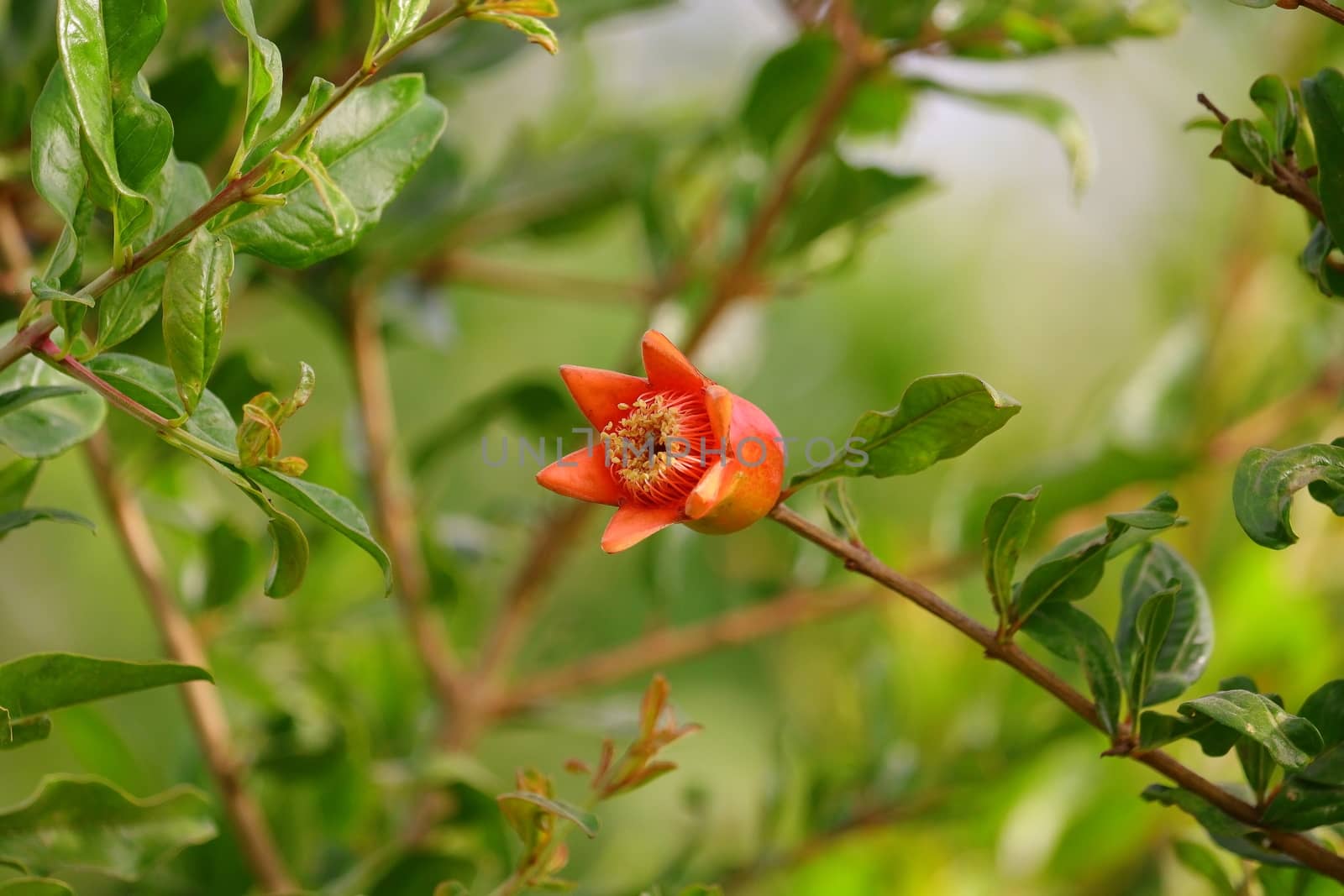 a single red flower of pomegranate on the tree branch in garden field
