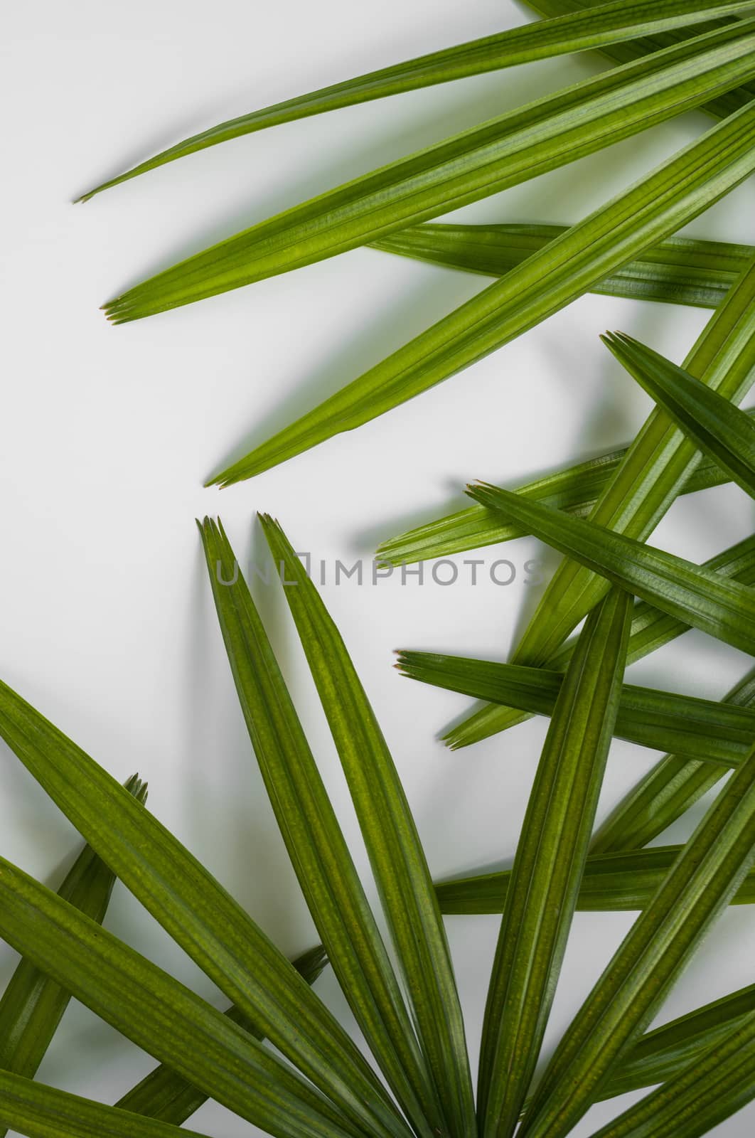 Closeup of green leaf on white wall (Lady palm). Greenery background by chadchai_k