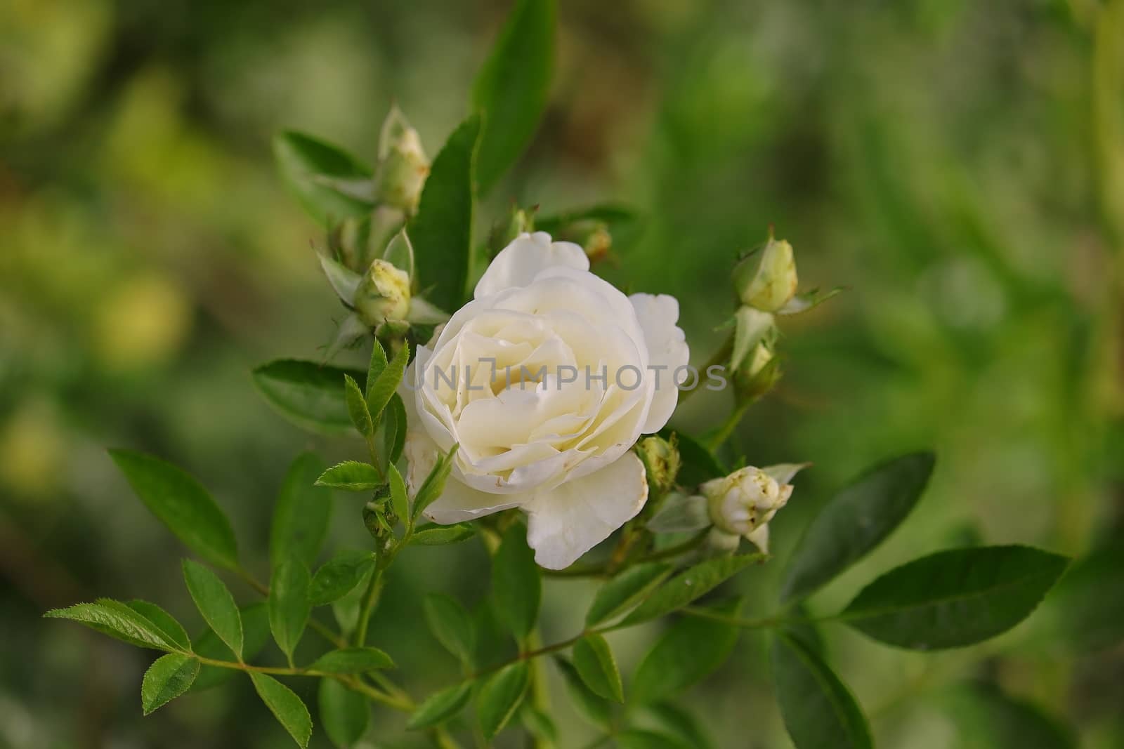 organic white flower of rose on the plant in home garden , INDIA