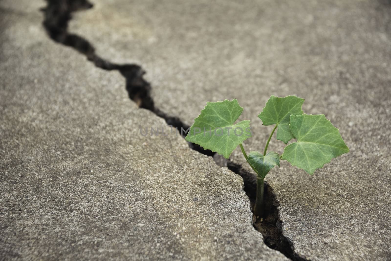Green young plant growing on the broken ground.