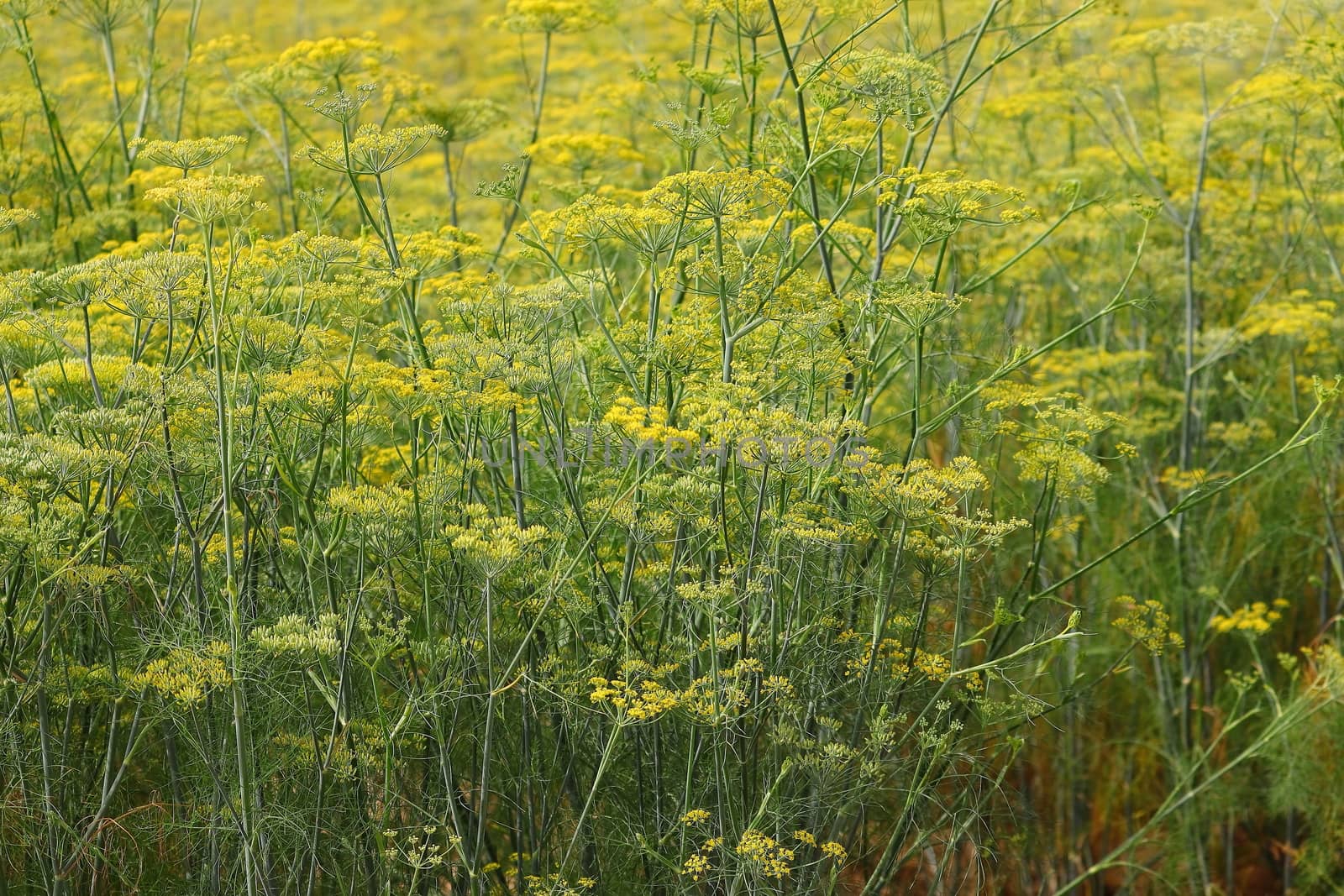 yellow green flowers of organic fennel (dill) plants in the agriculture field , INDIA Rajasthan