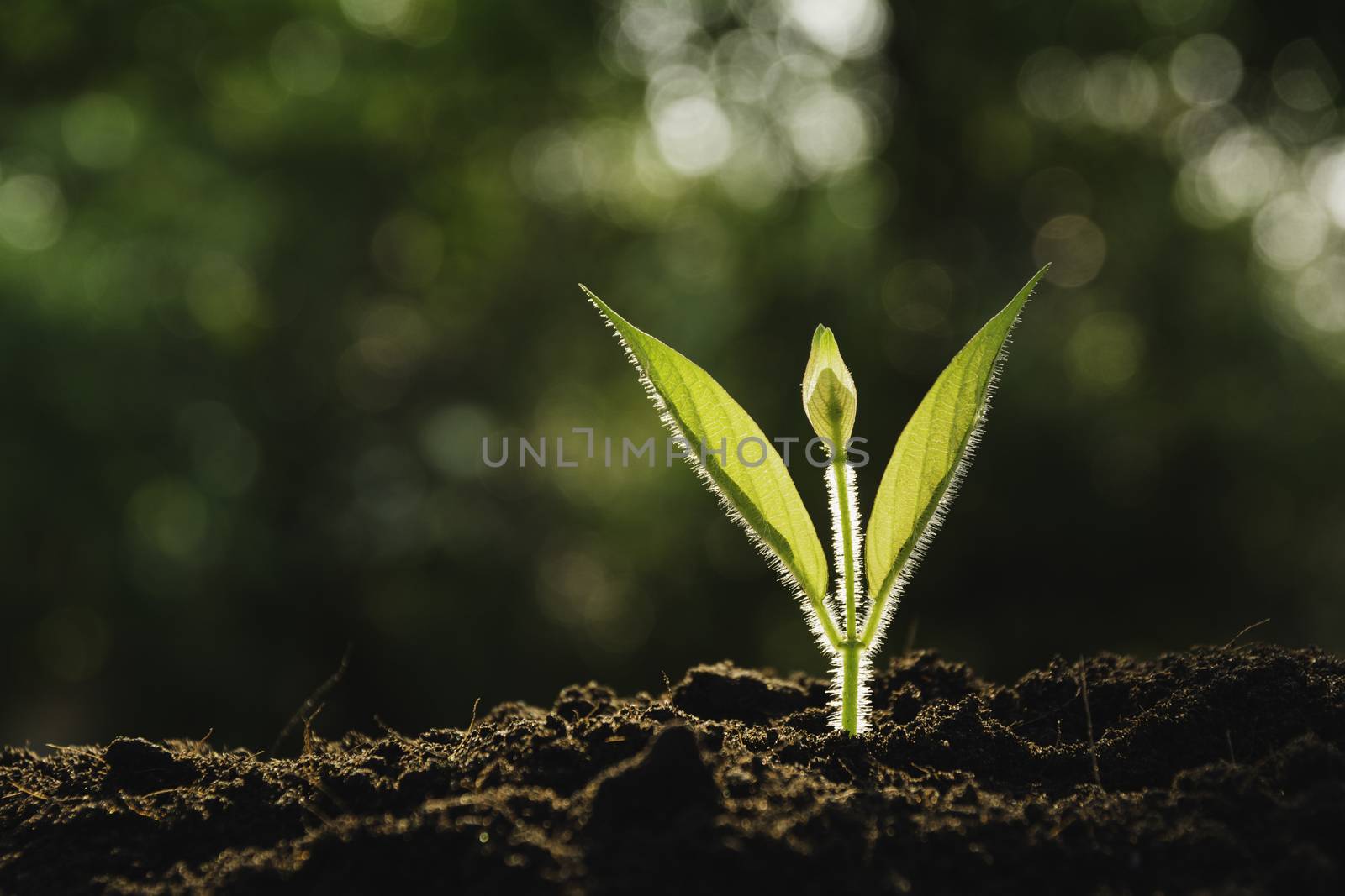 Seedling and plant growing in soil and copy space for insert text