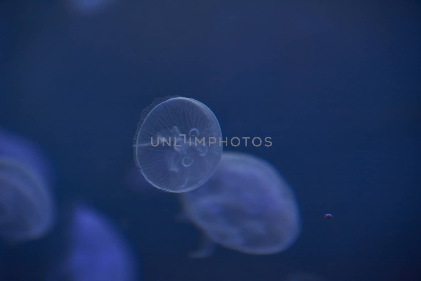 Jellyfish set, in the ocean, blue color, fluorescent