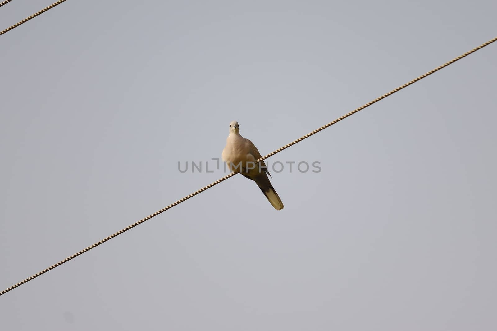 a white Indian dove perching on the wire of electricity passing from wheat field , INDIA