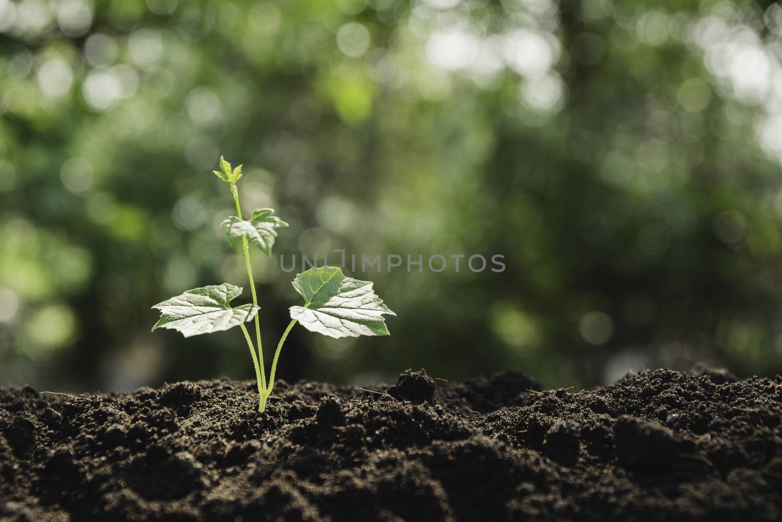 Seedling and plant growing in soil and copy space for insert text