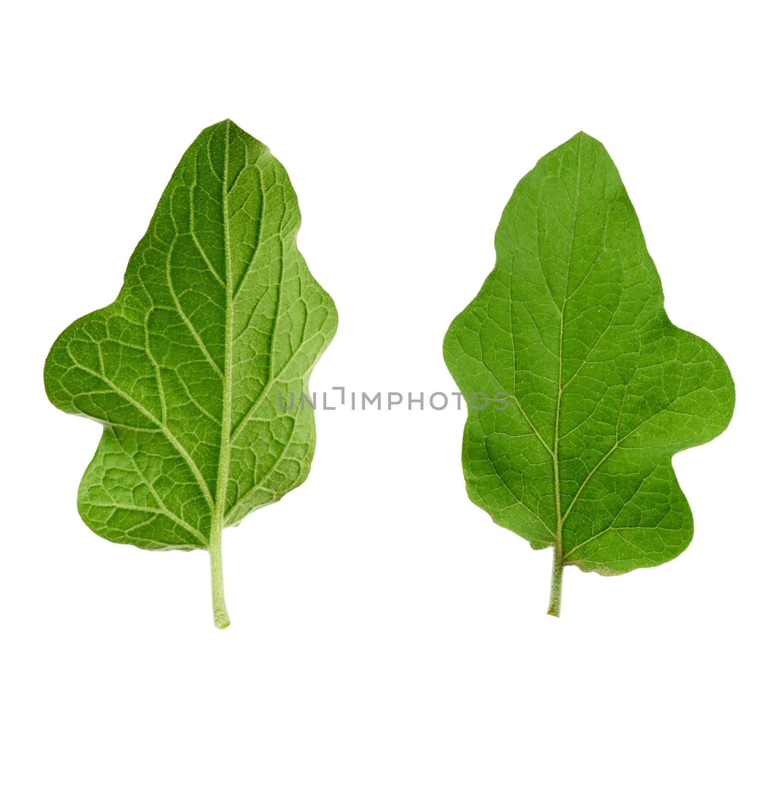 fresh green leaf eggplant isolated on a white background, close up