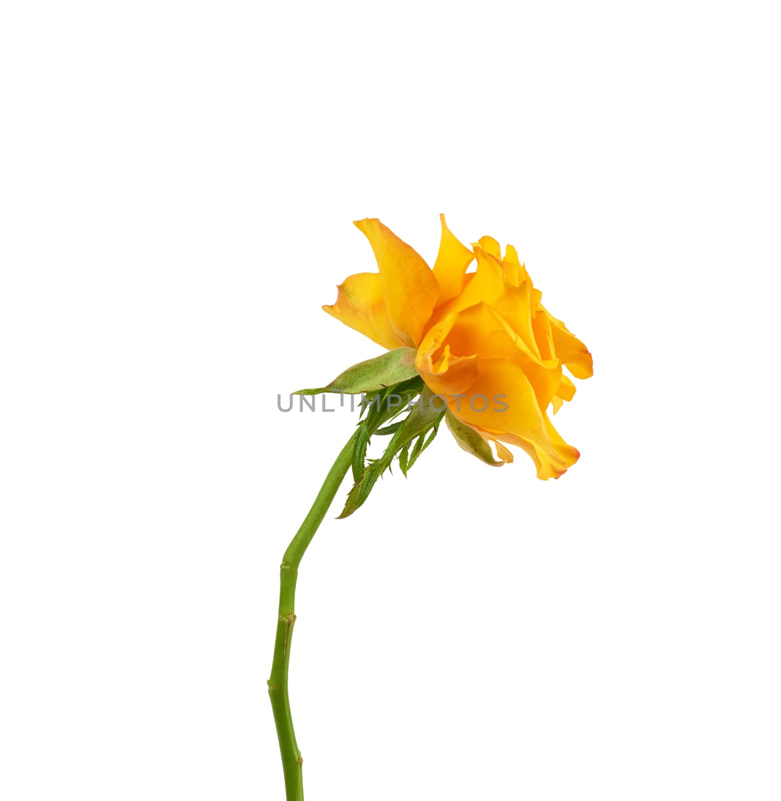 bud of a blooming yellow rose isolated on a white background by ndanko