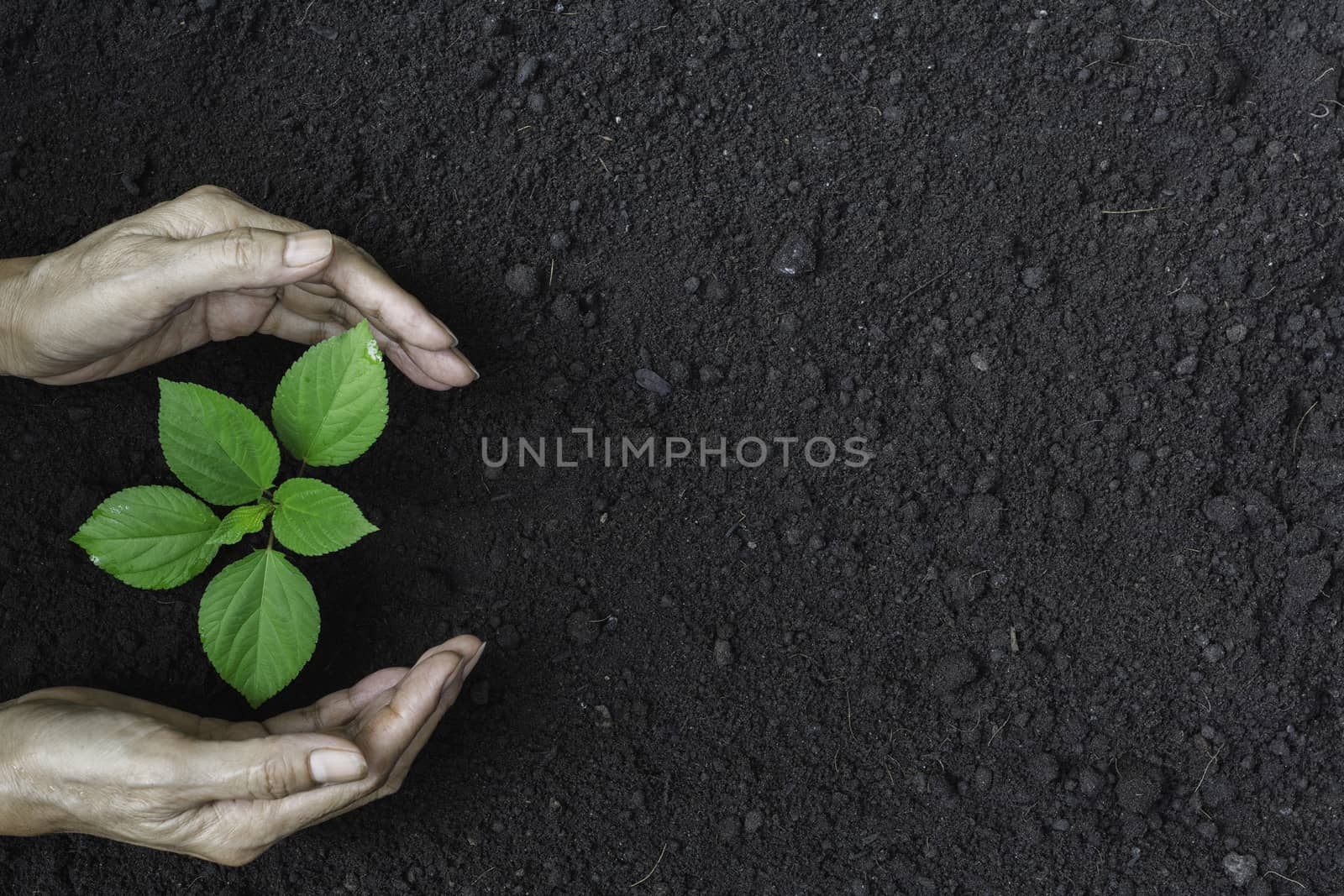 Human hands protecting green small plant for life and ecology concept.
