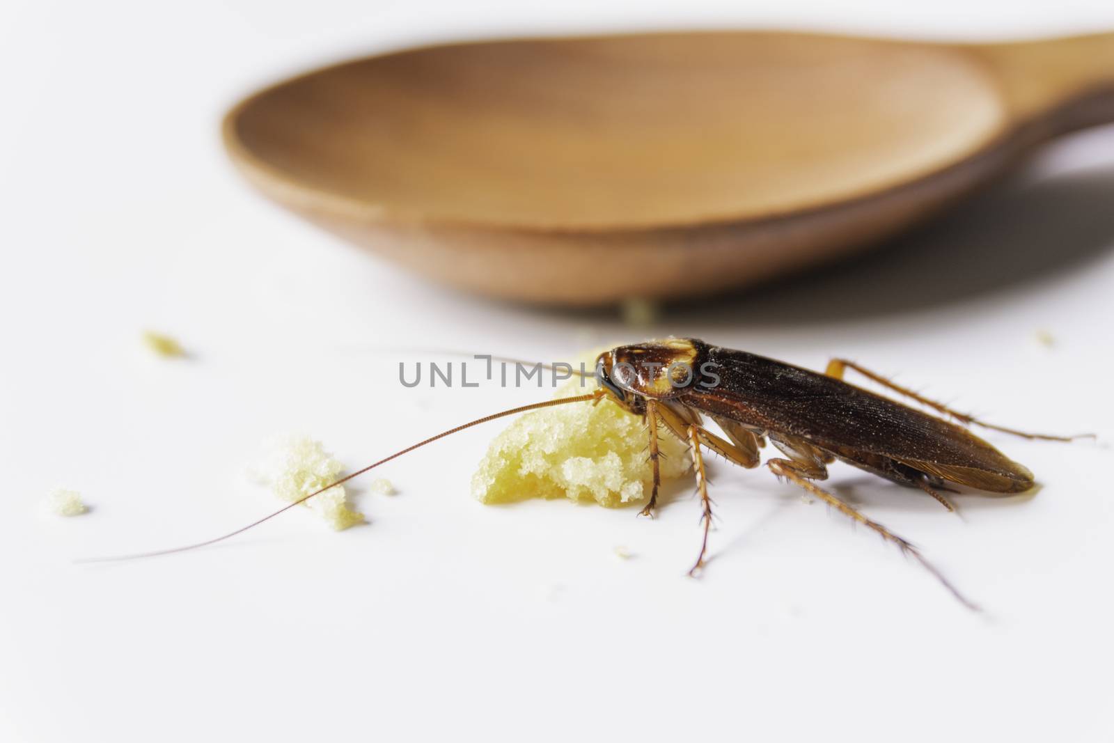Cockroach eating whole wheat bread. Cockroach on the whole wheat bread on white background.