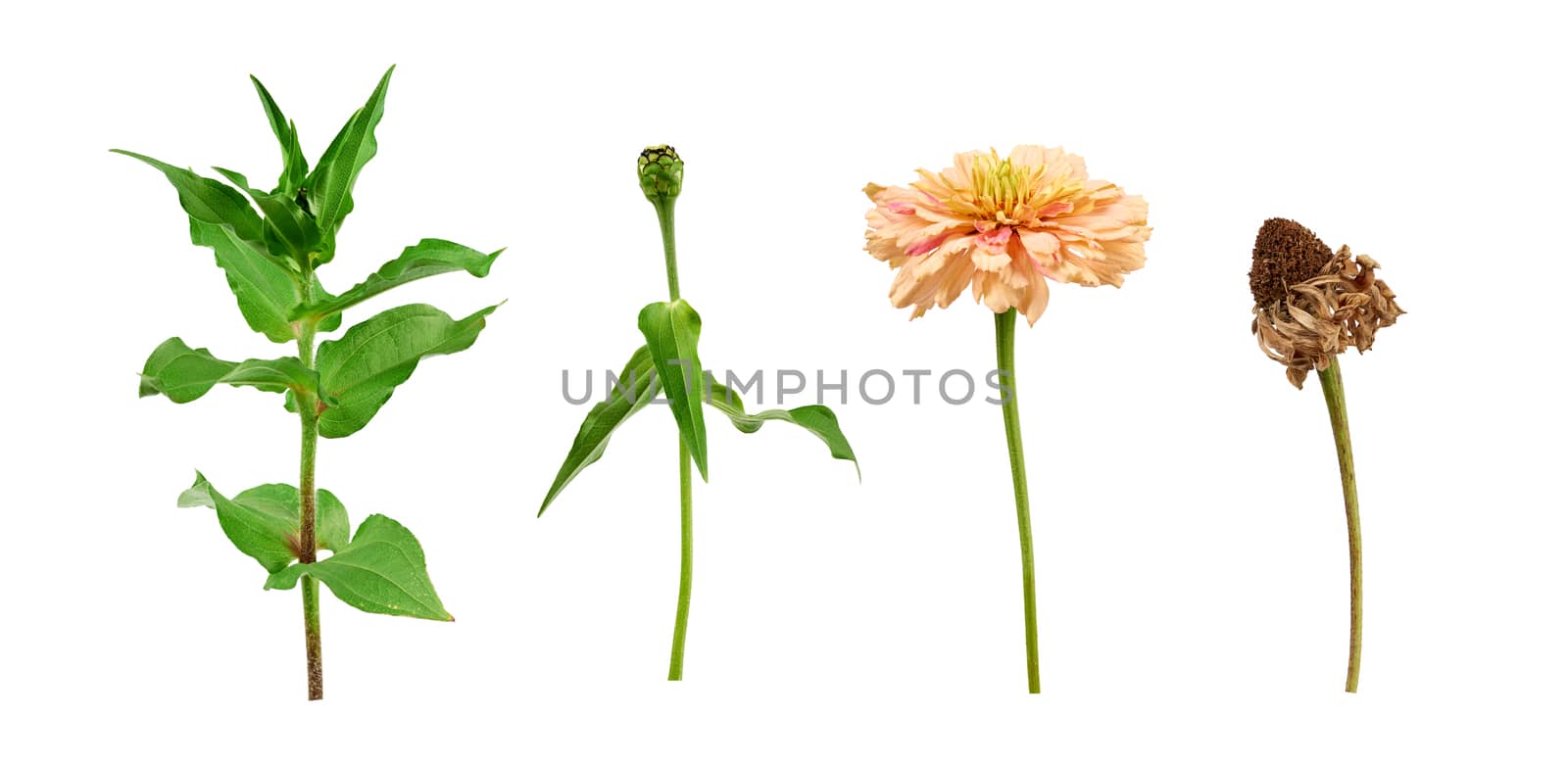 zinnia flower stalk with green leaves, flowering and wilted bud isolated on white background, close up, plant cycle