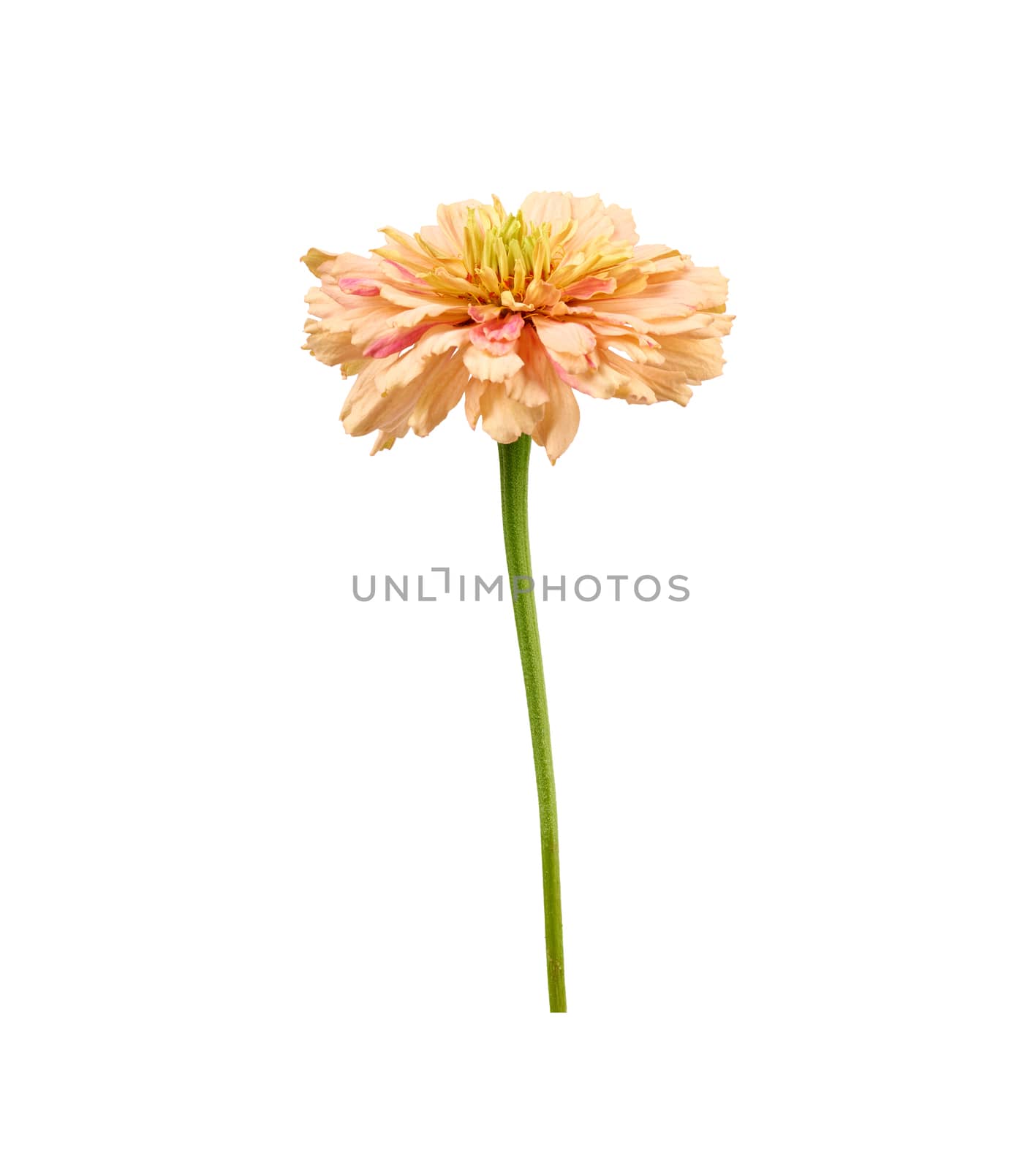 pink bud of blooming zinnia isolated on white background, close up