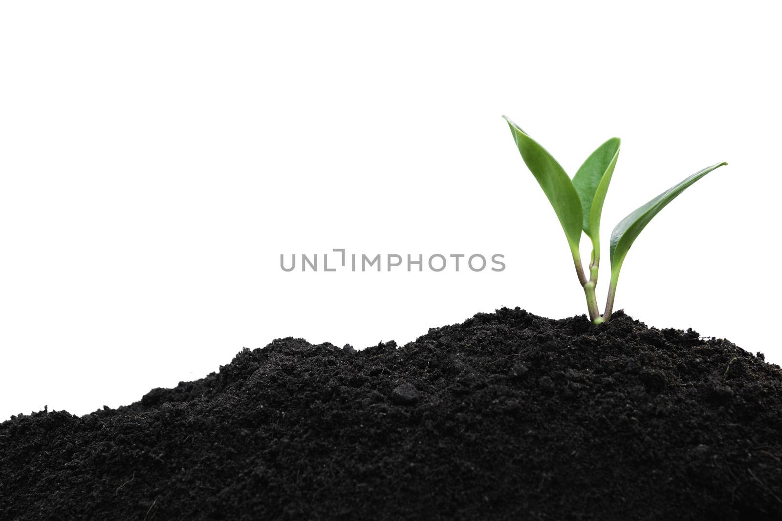 Seedling and plant growing in soil isolated on white background and copy space for insert text 