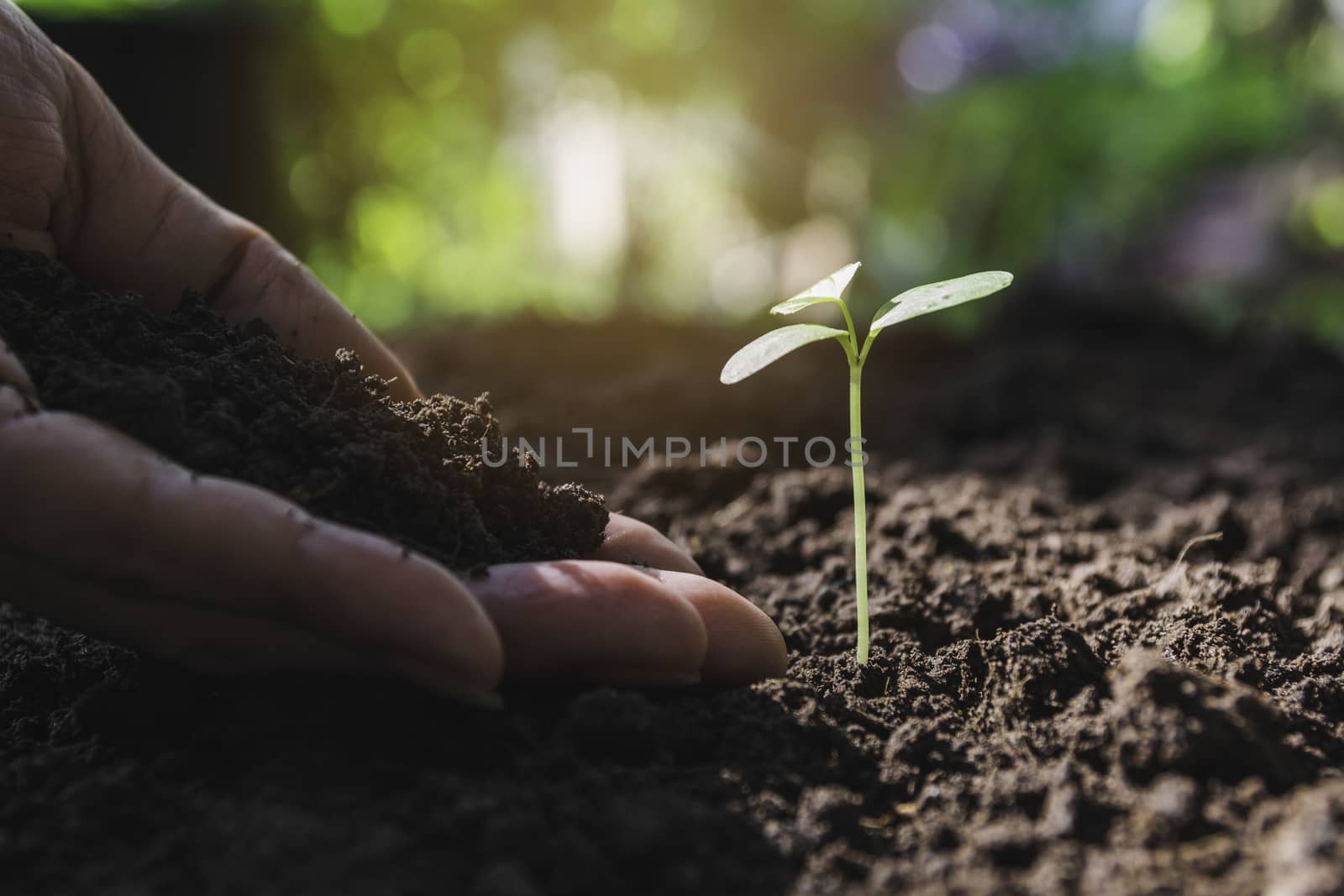 Seedling concept by human hand with young tree on nature background.