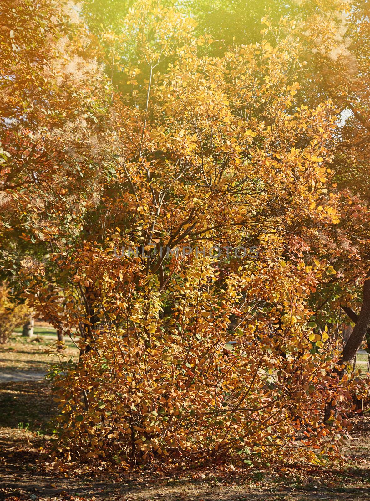 autumn city park with yellowed leaves on the trees in the sun, day