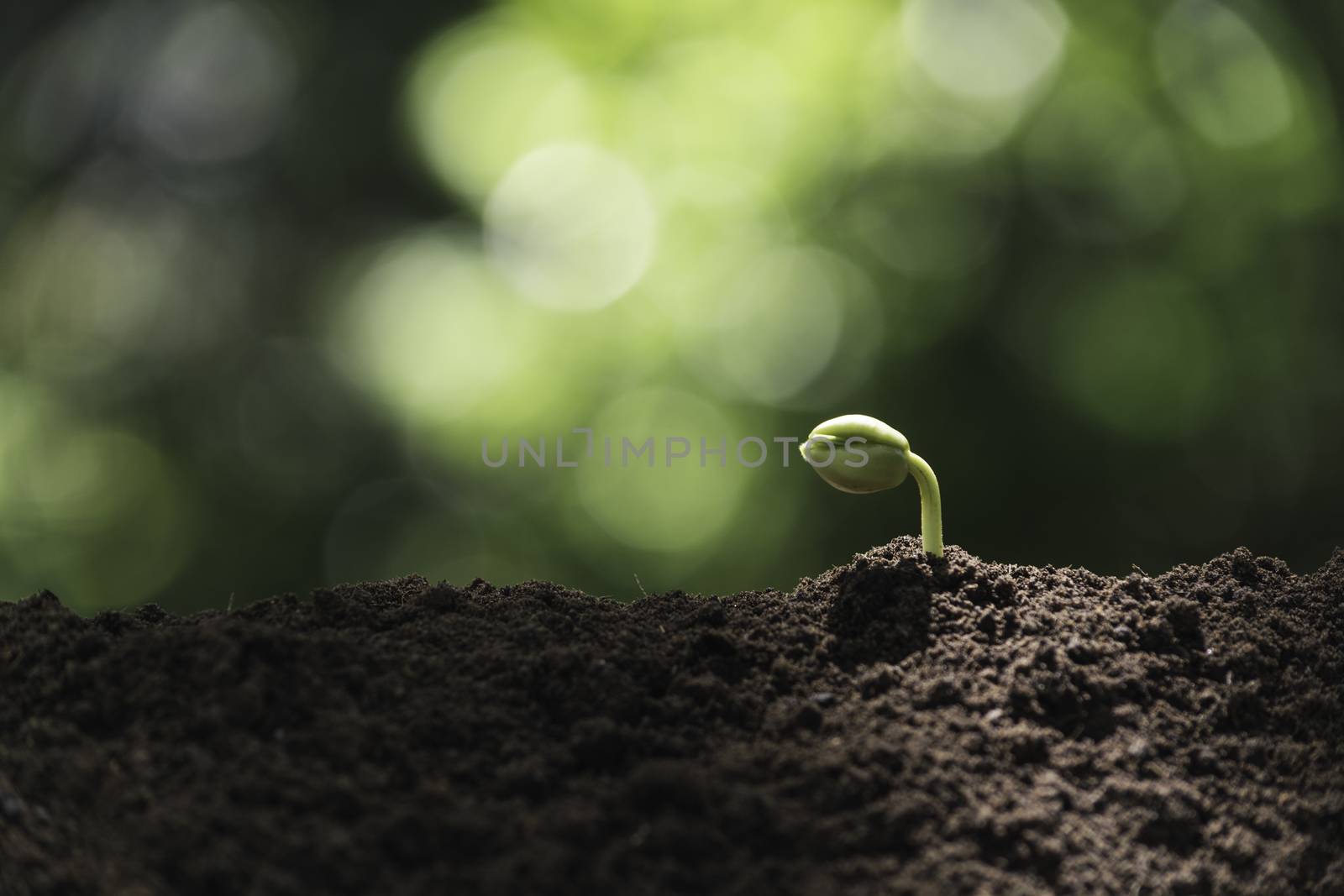 Seedling and plant growing in soil and copy space for insert text