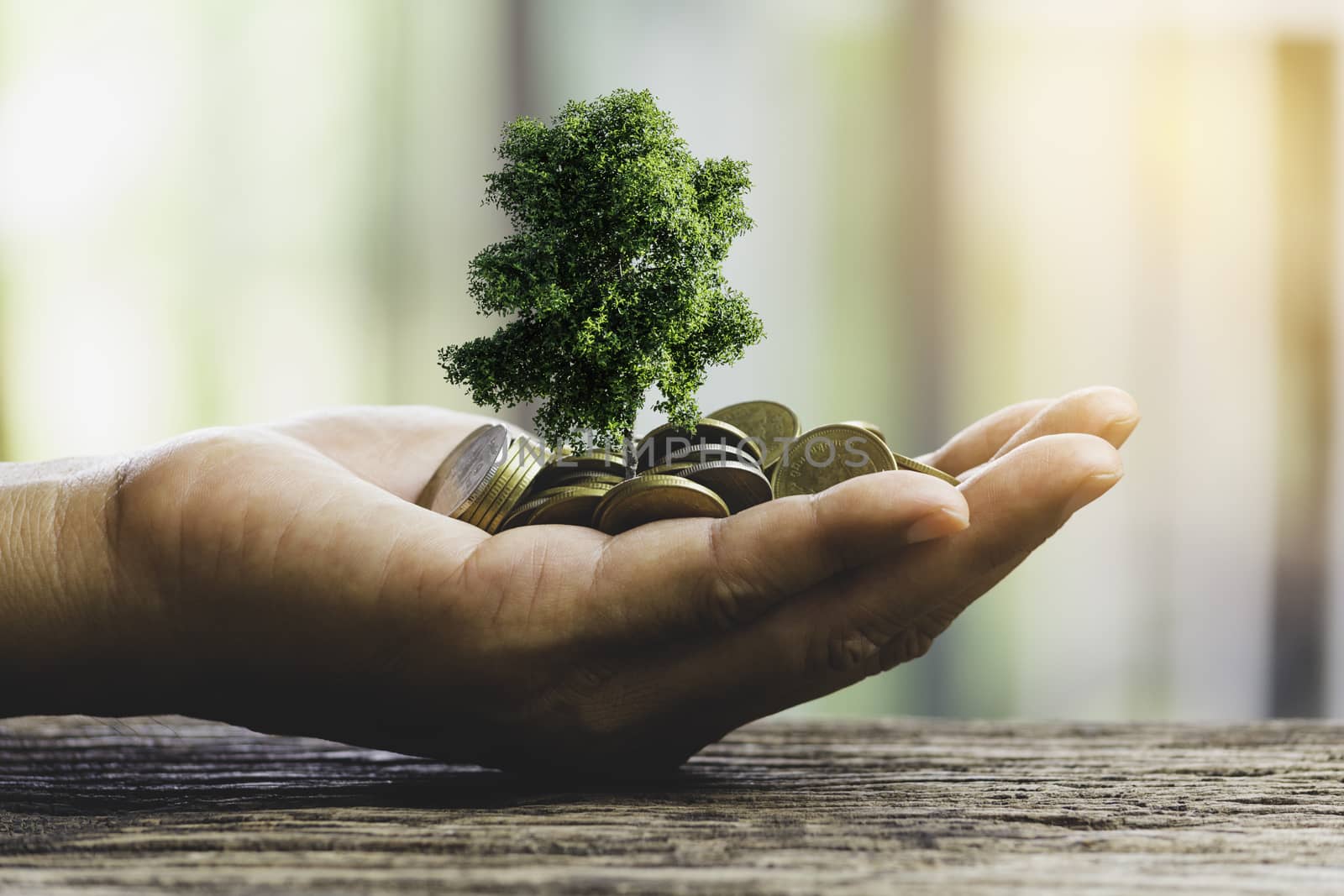 Human hands holding green small plant with coins for business and ecology concept.