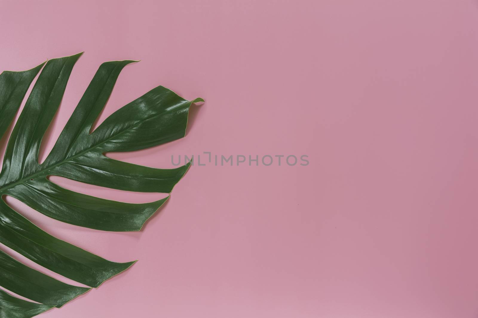 Green sugarcane leave on pink background with copy space for insert text.