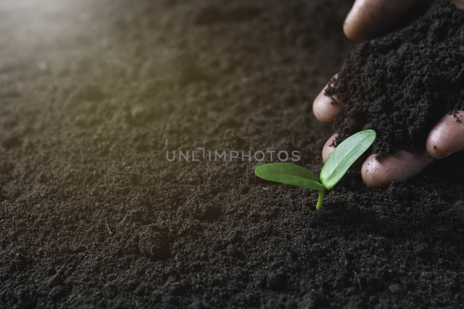 Seedling concept by human hand with young tree on nature background.
