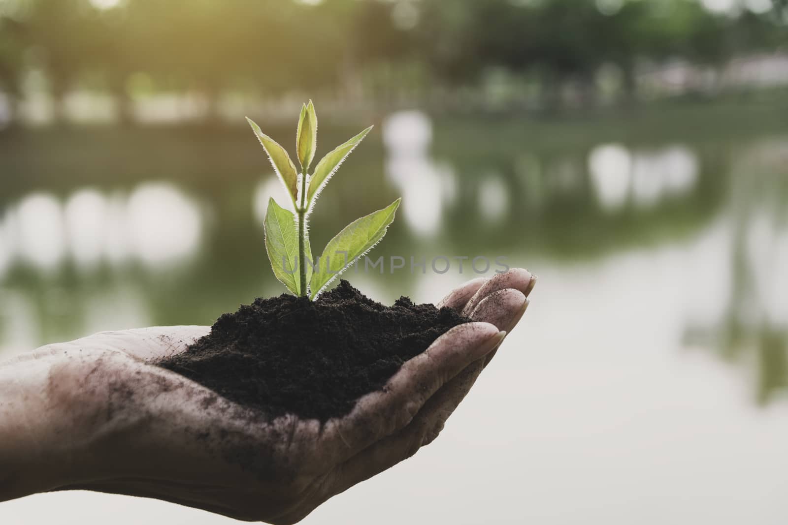 Hand holding a green and small plant. Green fresh plants on nature background.