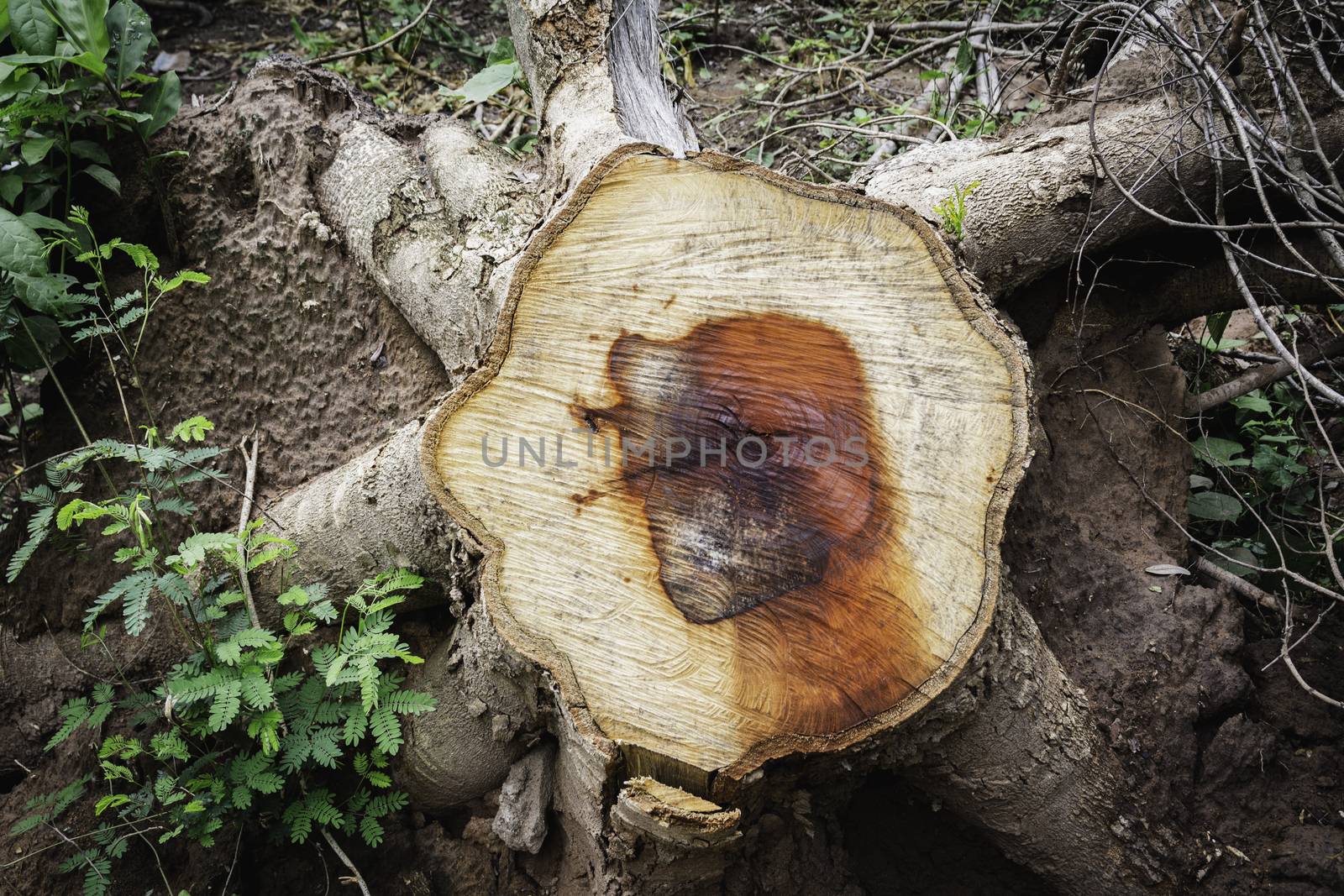 Dead Tree stump on grass. Old dead tree stump after a tree was cut down in the park.