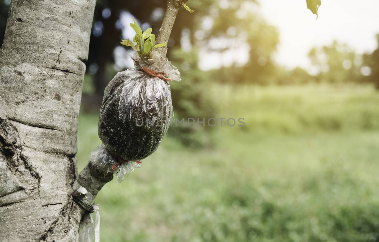 Gardener pruning trees with pruning shears on nature background.