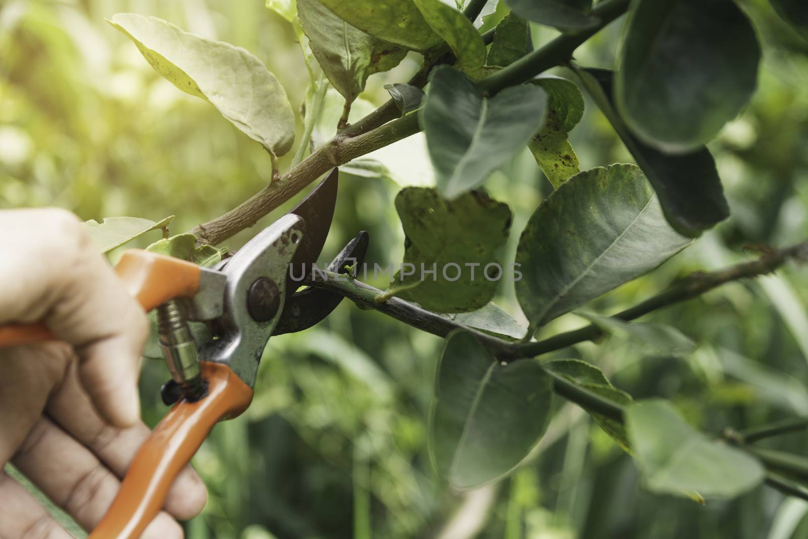 Gardener pruning trees with pruning shears on nature background.