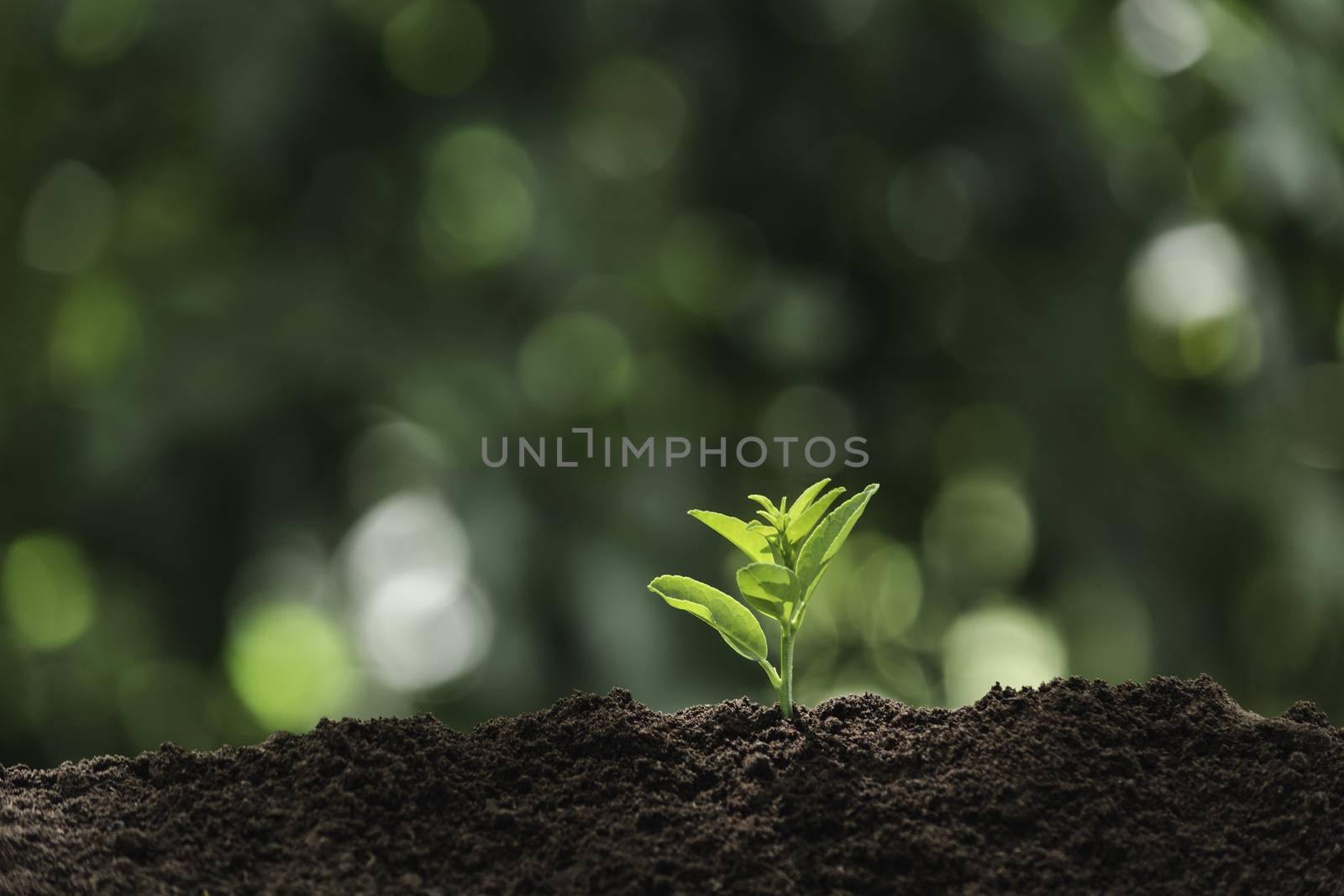 Seedling and plant growing in soil and copy space for insert text