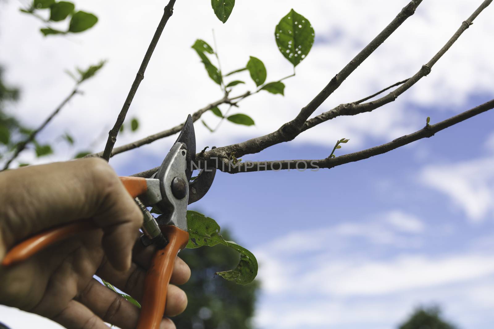 Gardener pruning trees with pruning shears on nature background.