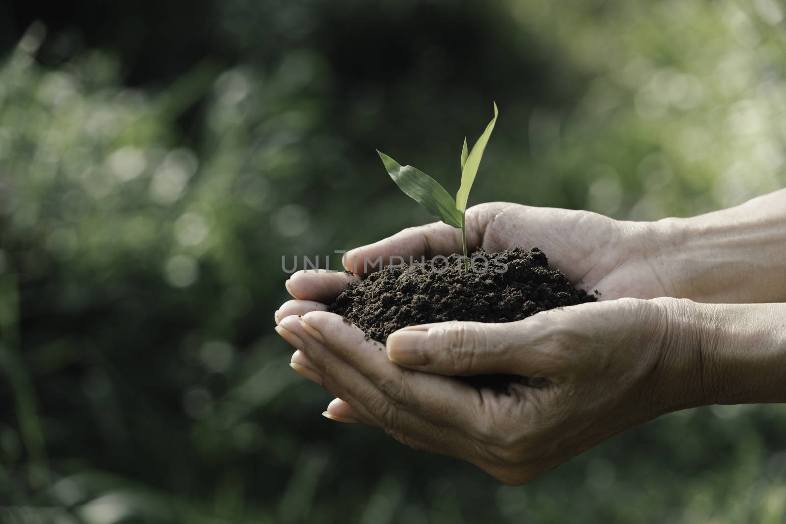 Human hands holding green small plant for life and ecology concept.