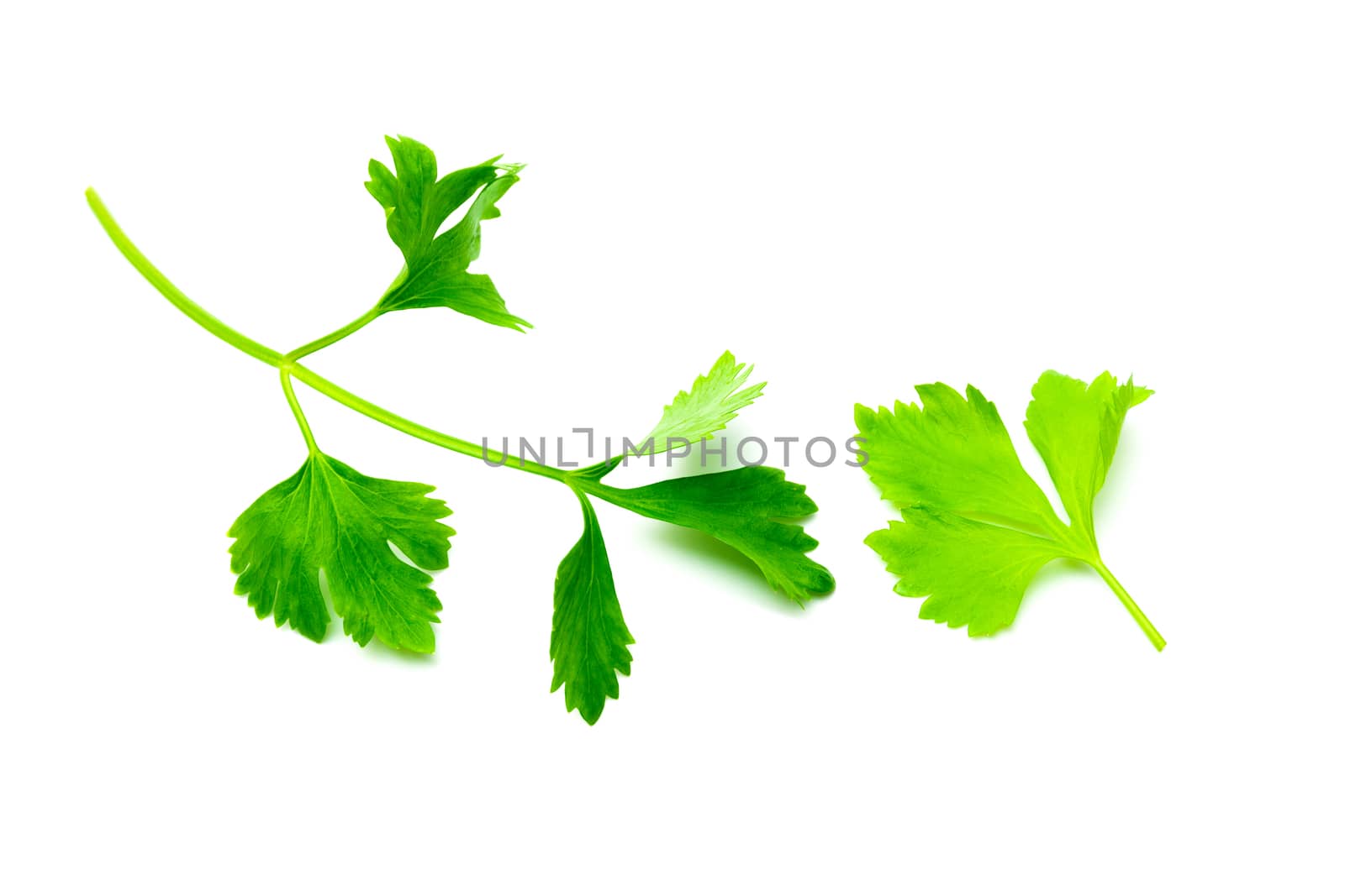 Green Celery leaves isolated on white background. Top view and close up of Celery leaves.