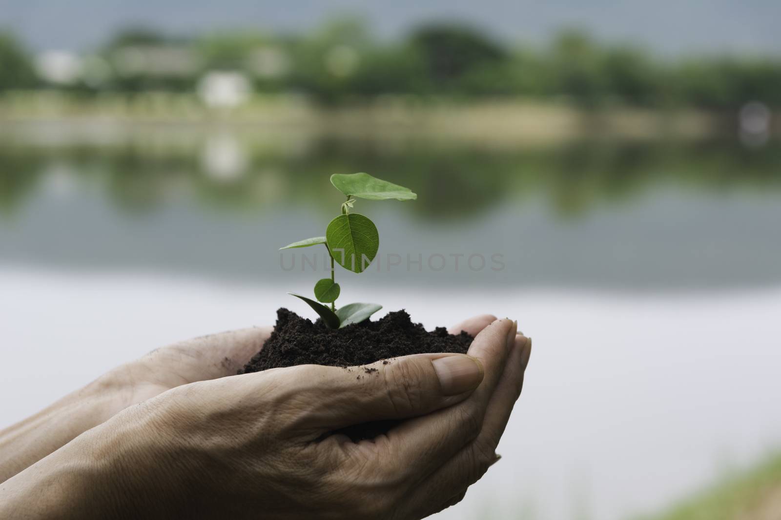 Human hands holding green small plant life concept. Ecology concept.